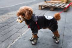Cul-poodle-1203099039